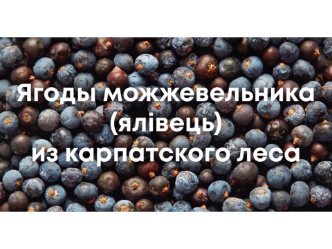 5 способов использования ягод можжевельника, о которых вы могли не знать